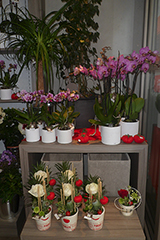 Compositions florales et fleurs
