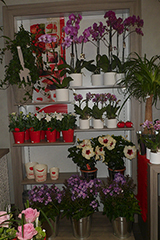 Compositions florales et fleurs